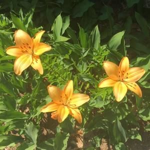 Meet your Posher, Denise